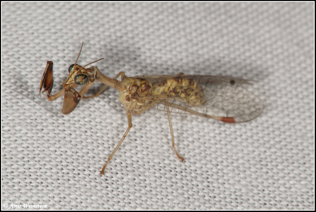 mantispa cf styriaca on light trap